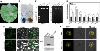 Ralstonia solanacearum type III effector RipAA targets chloroplastic AtpB to modulate an incompatible interaction on Nicotiana benthamiana